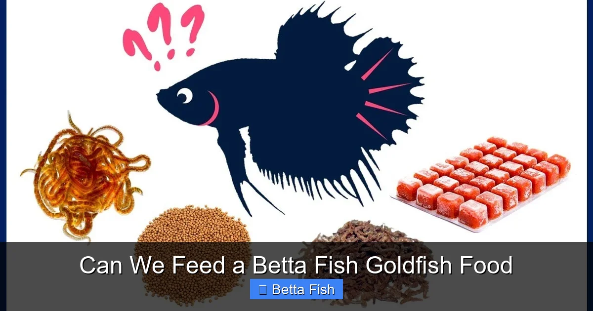 Can We Feed a Betta Fish Goldfish Food