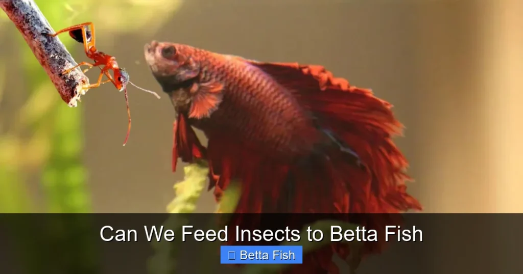 Can We Feed Insects to Betta Fish