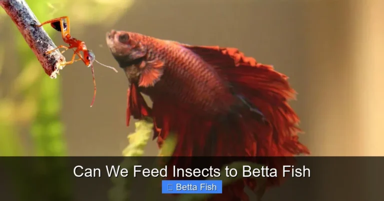 Can We Feed Insects to Betta Fish