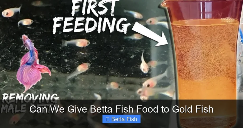 Can We Give Betta Fish Food to Gold Fish