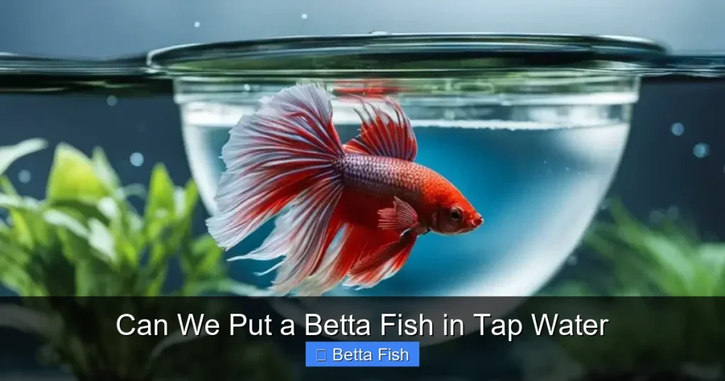 Can We Put a Betta Fish in Tap Water