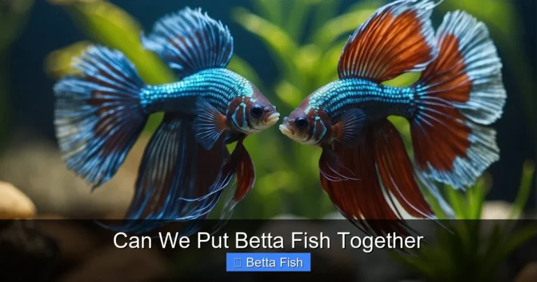Can We Put Betta Fish Together