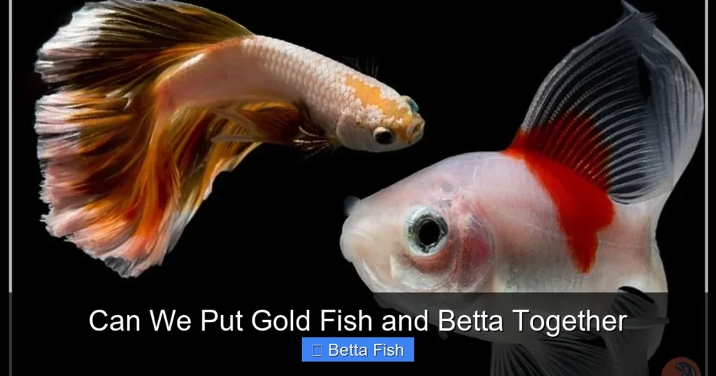 Can We Put Gold Fish and Betta Together