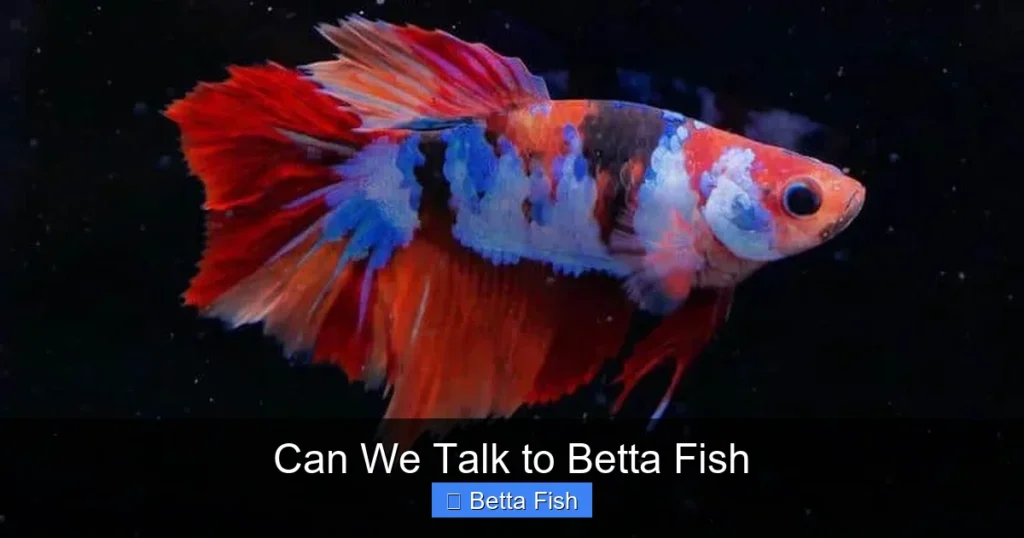 Can We Talk to Betta Fish
