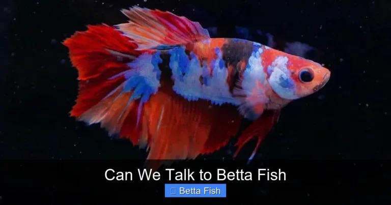 Can We Talk to Betta Fish
