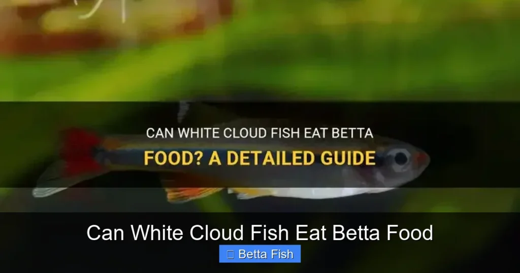 Can White Cloud Fish Eat Betta Food