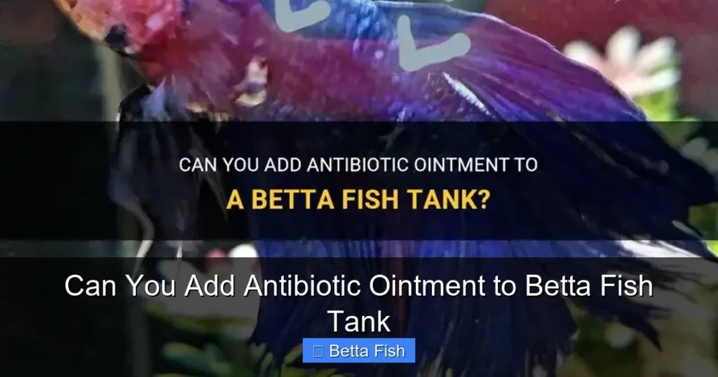 Can You Add Antibiotic Ointment to Betta Fish Tank
