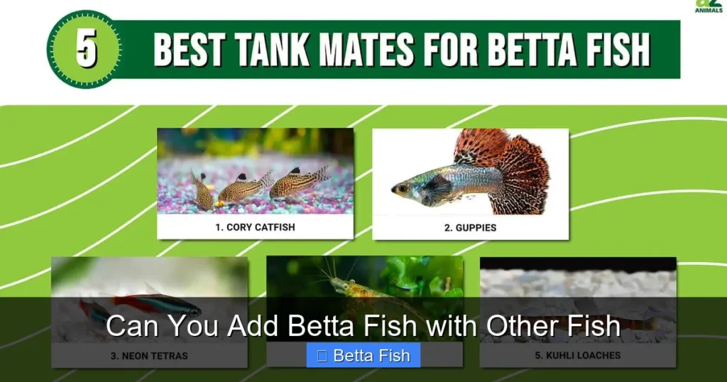 Can You Add Betta Fish with Other Fish