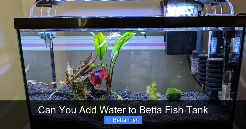 Can You Add Water to Betta Fish Tank