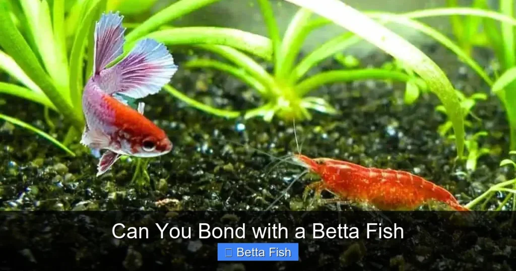Can You Bond with a Betta Fish