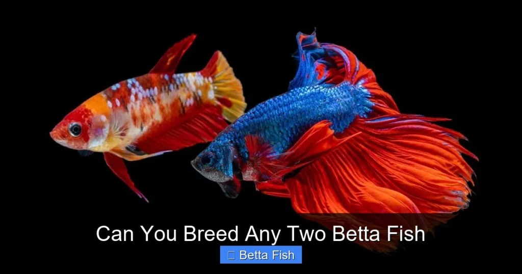 Can You Breed Any Two Betta Fish