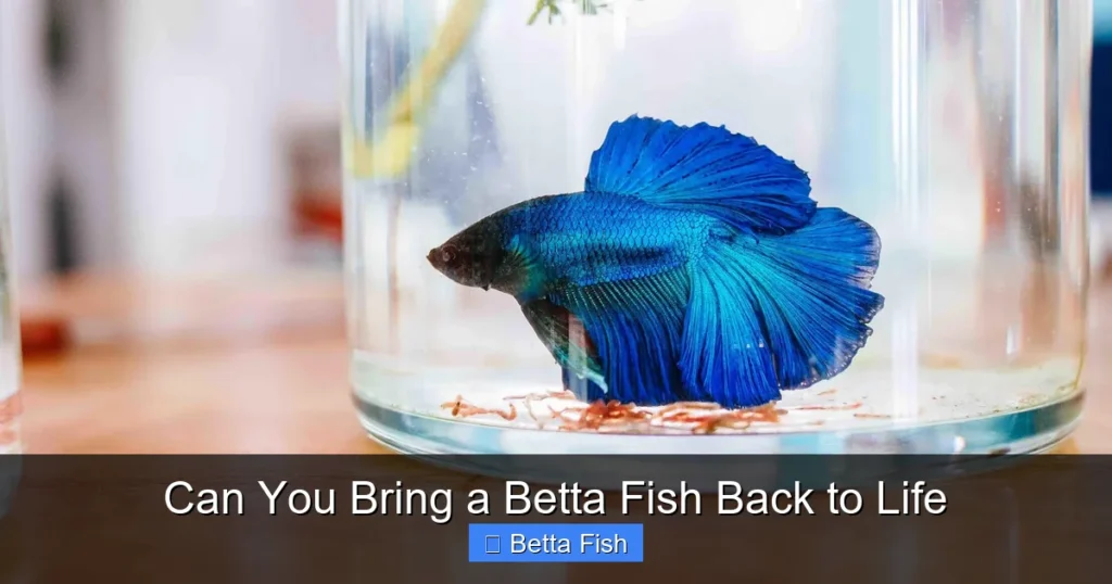 Can You Bring a Betta Fish Back to Life
