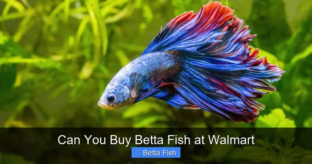 Can You Buy Betta Fish at Walmart