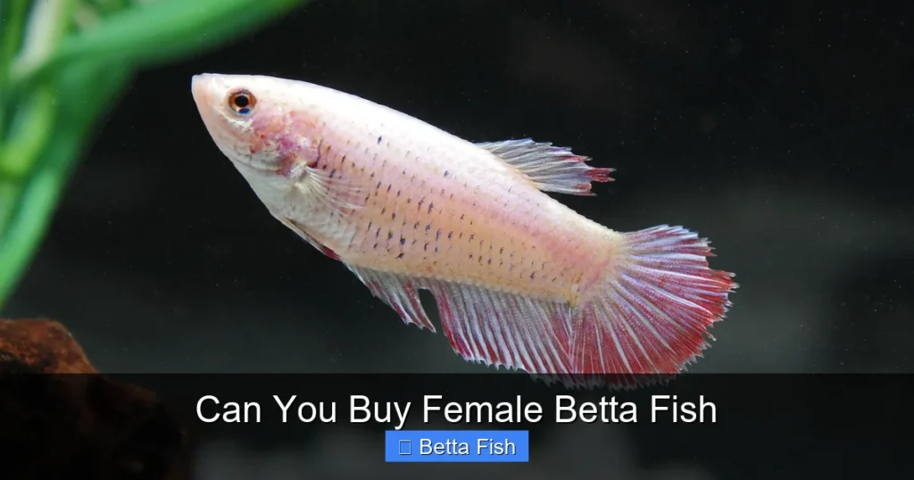 Can You Buy Female Betta Fish