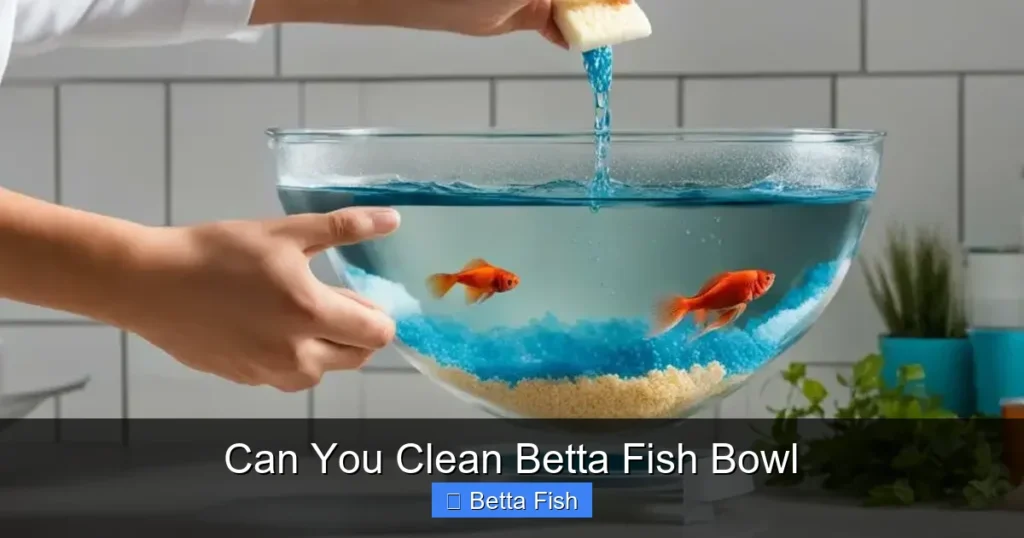 Can You Clean Betta Fish Bowl
