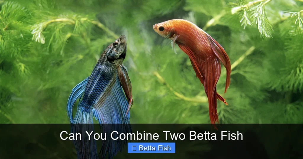 Can You Combine Two Betta Fish