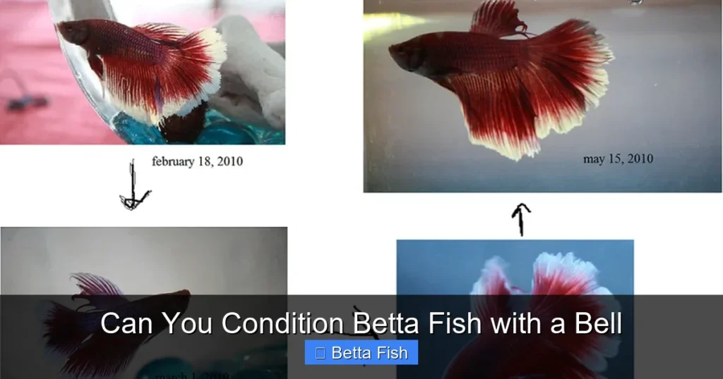 Can You Condition Betta Fish with a Bell