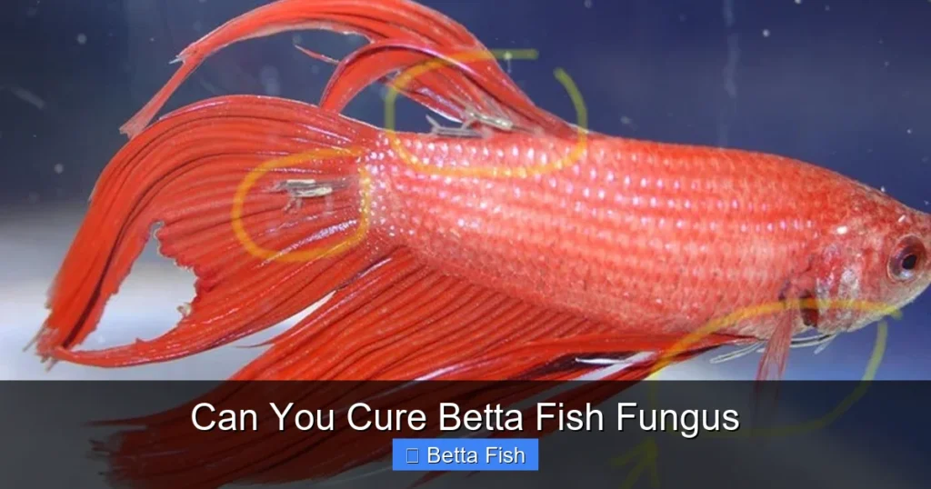 Can You Cure Betta Fish Fungus