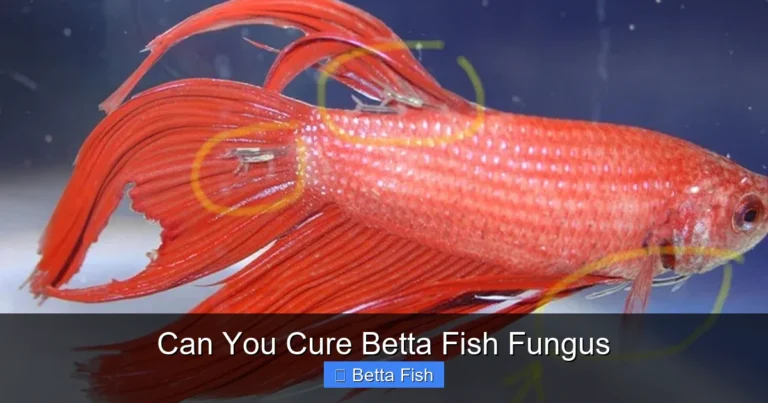 Can You Cure Betta Fish Fungus