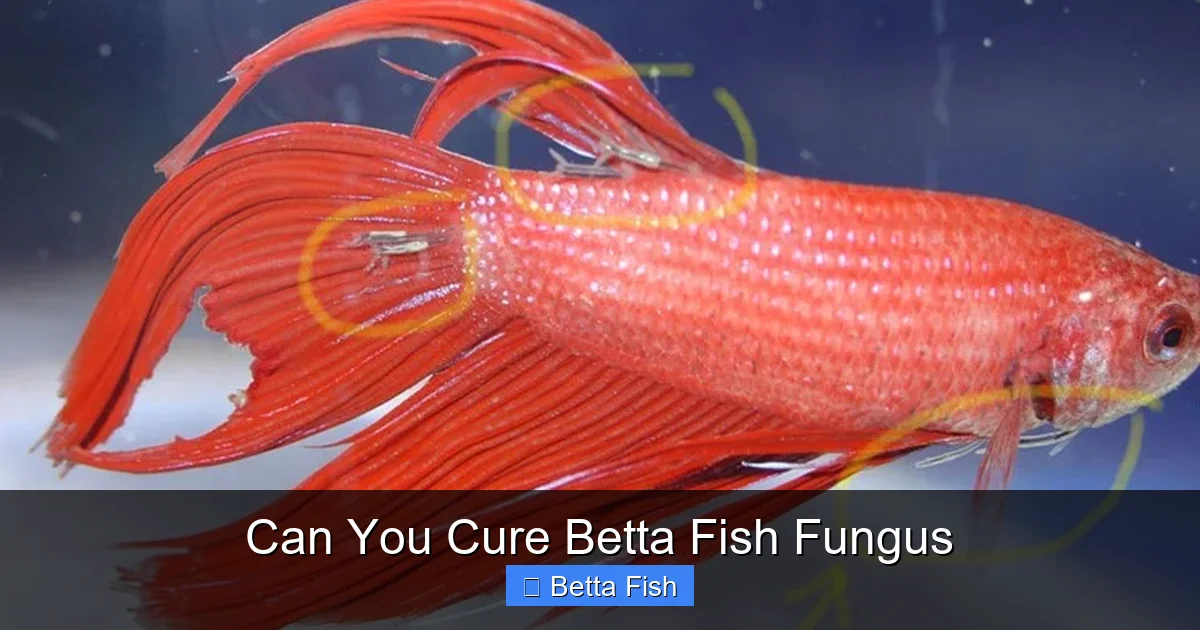Can You Cure Betta Fish Fungus