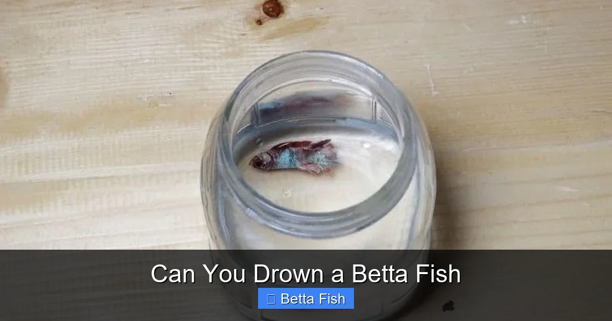 Can You Drown a Betta Fish