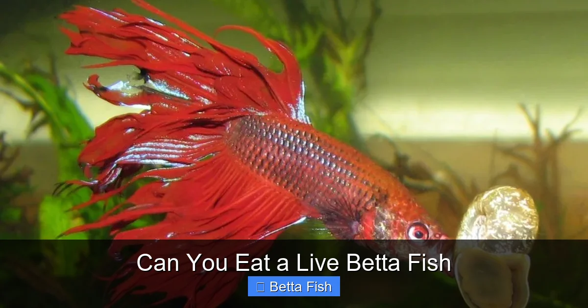 Can You Eat a Live Betta Fish