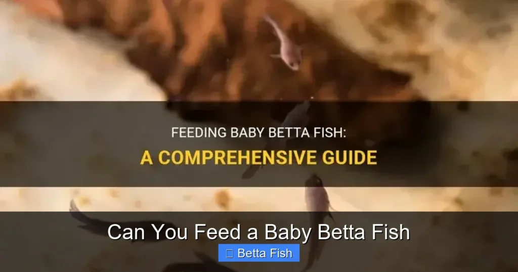Can You Feed a Baby Betta Fish