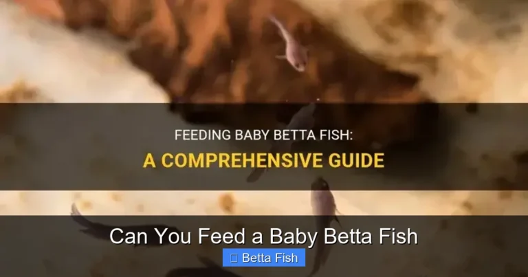 Can You Feed a Baby Betta Fish