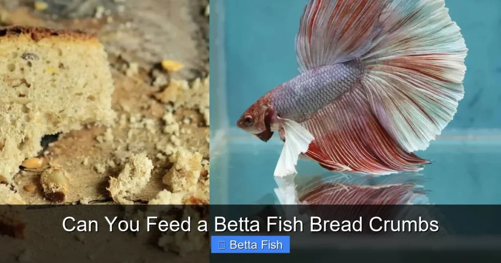 Can You Feed a Betta Fish Bread Crumbs