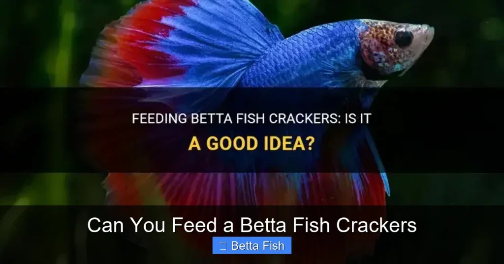 Can You Feed a Betta Fish Crackers