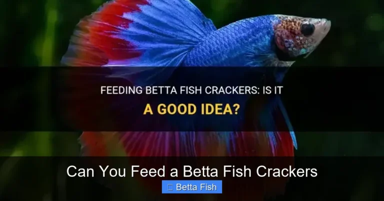 Can You Feed a Betta Fish Crackers