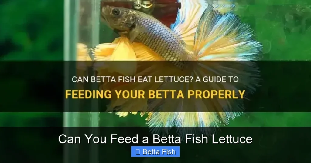 Can You Feed a Betta Fish Lettuce