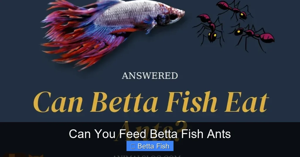 Can You Feed Betta Fish Ants