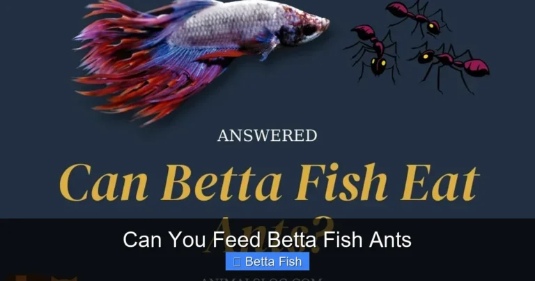 Can You Feed Betta Fish Ants