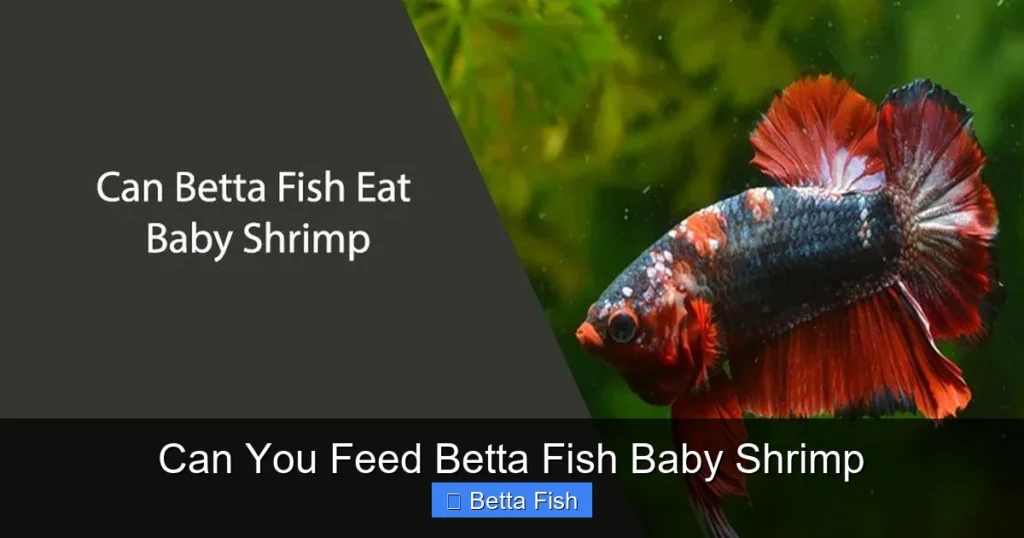 Can You Feed Betta Fish Baby Shrimp