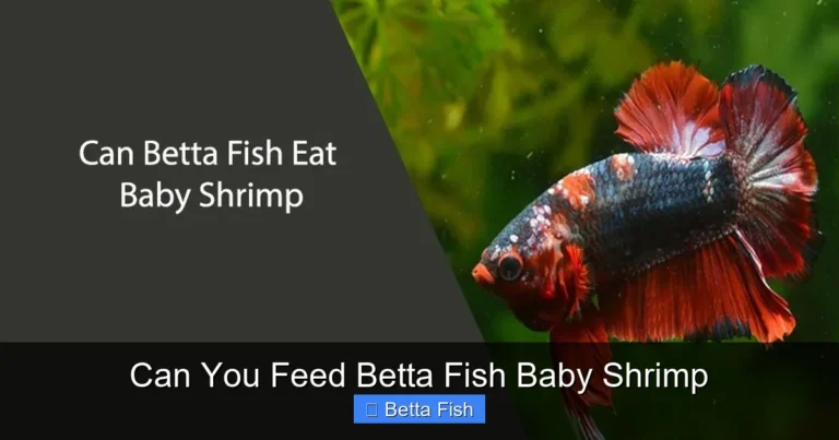 Can You Feed Betta Fish Baby Shrimp