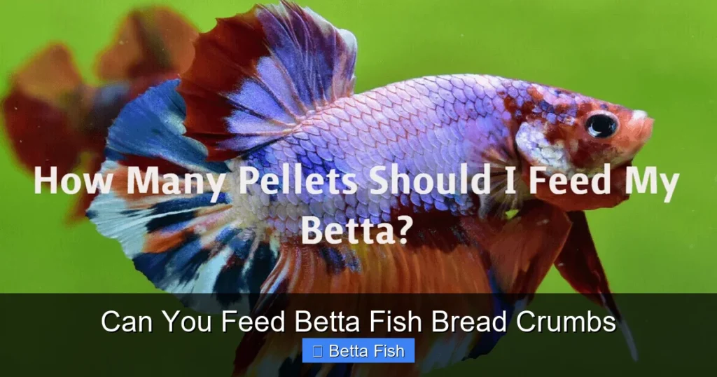 Can You Feed Betta Fish Bread Crumbs