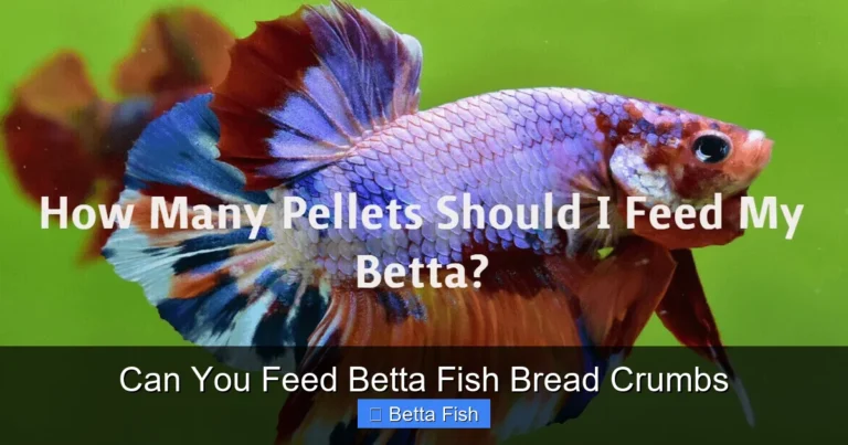 Can You Feed Betta Fish Bread Crumbs