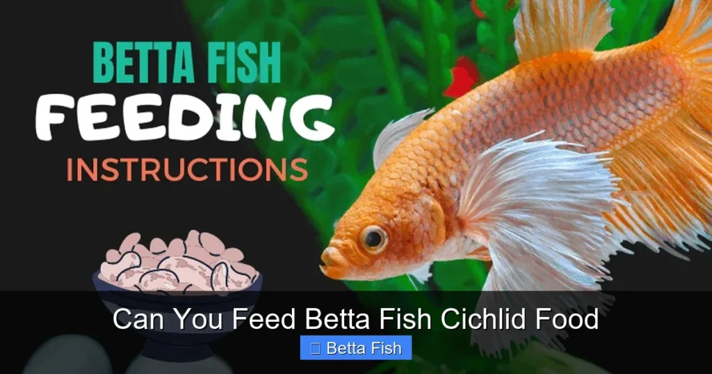 Can You Feed Betta Fish Cichlid Food