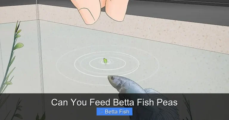 Can You Feed Betta Fish Peas