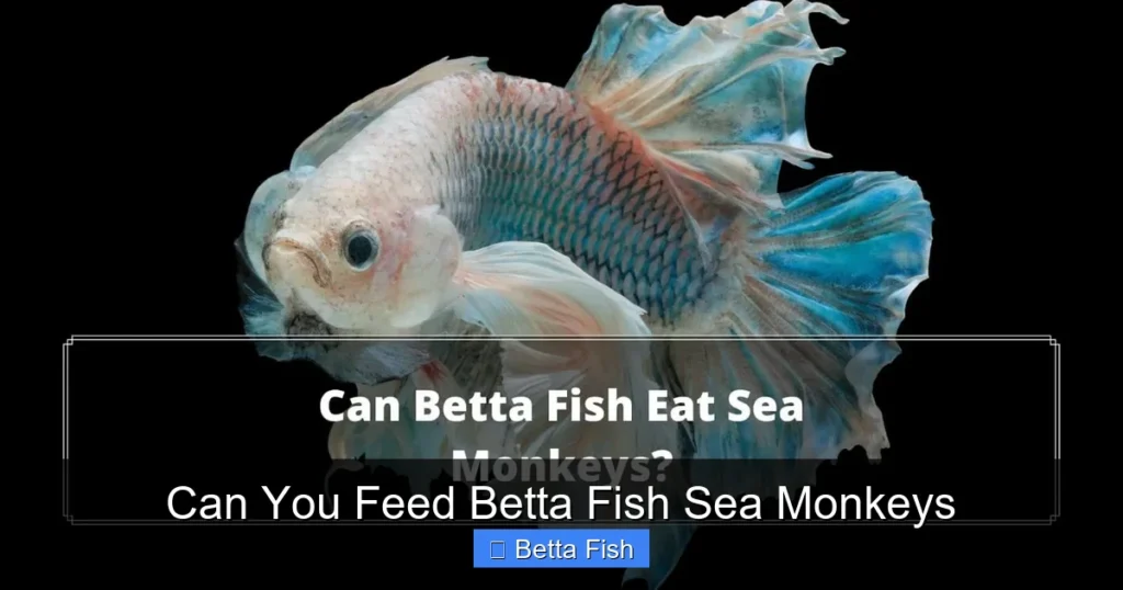Can You Feed Betta Fish Sea Monkeys