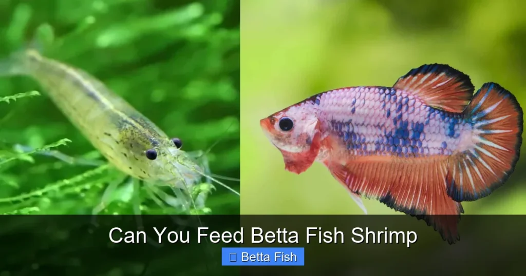 Can You Feed Betta Fish Shrimp