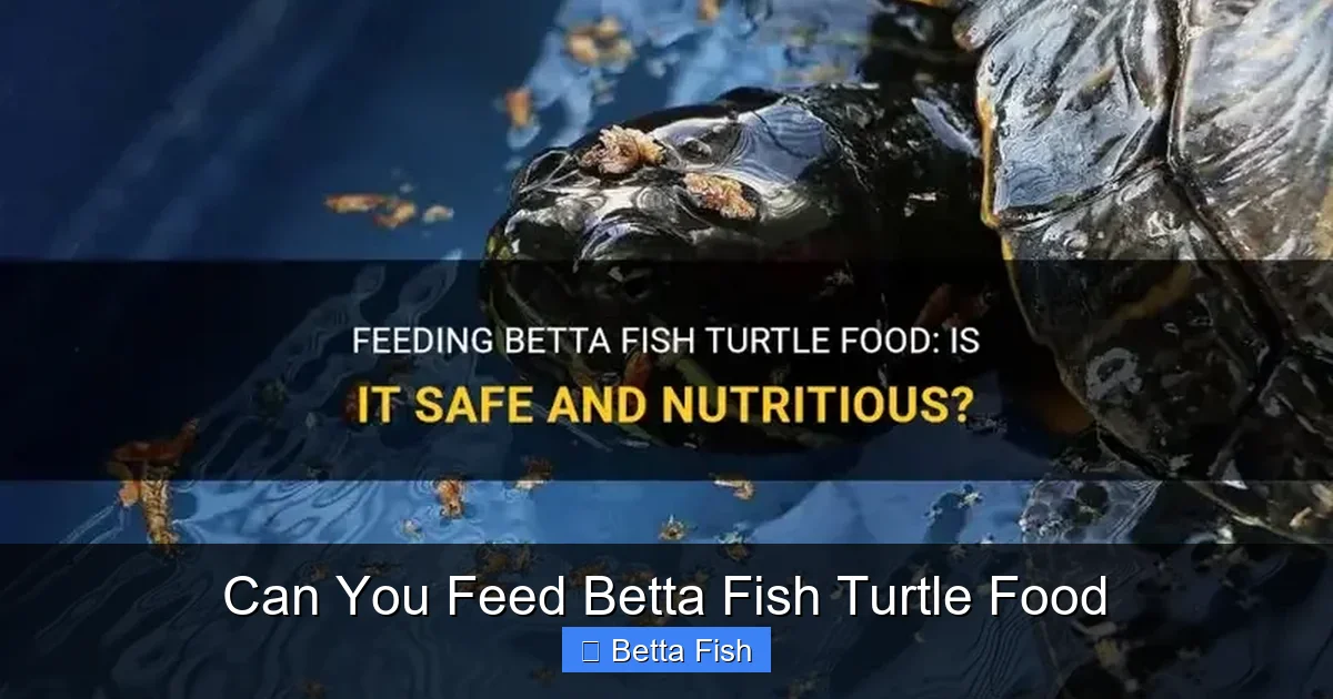 Can You Feed Betta Fish Turtle Food