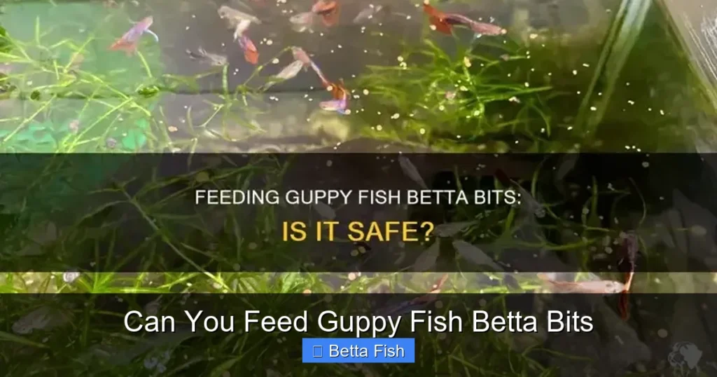 Can You Feed Guppy Fish Betta Bits