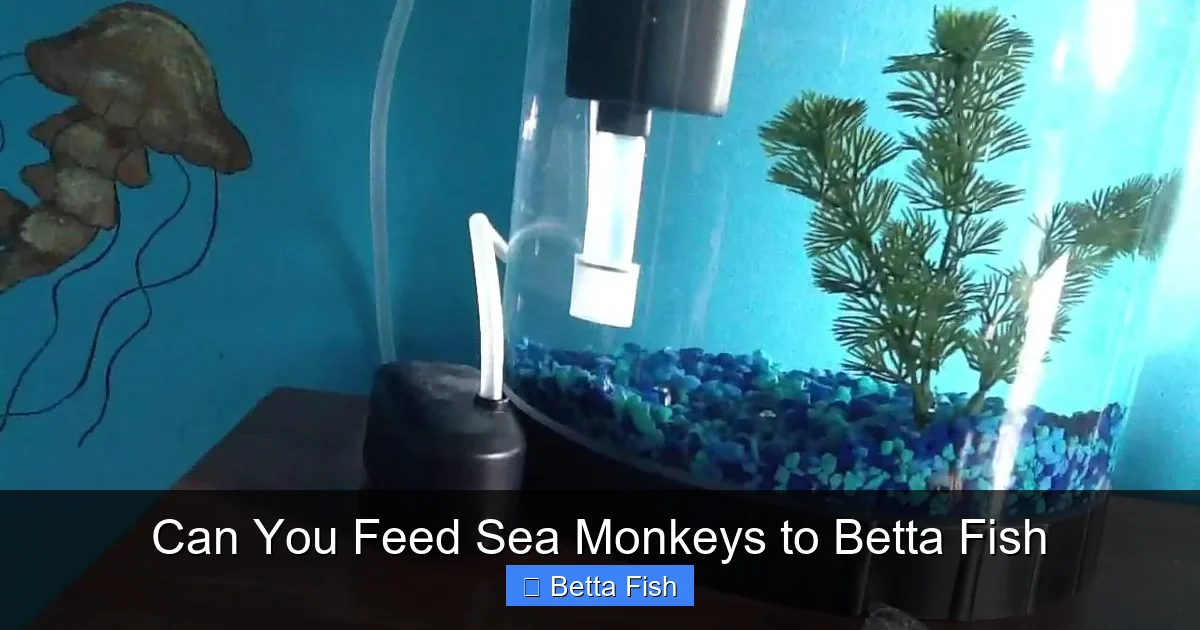 Can You Feed Sea Monkeys to Betta Fish