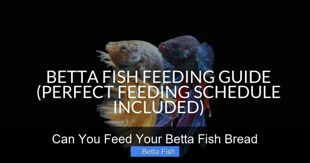 Can You Feed Your Betta Fish Bread