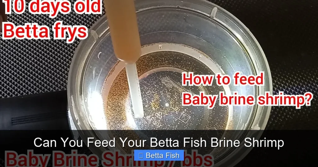 Can You Feed Your Betta Fish Brine Shrimp