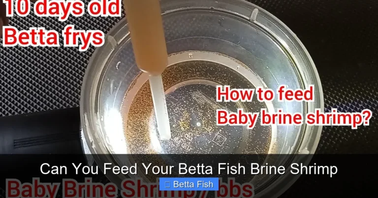 Can You Feed Your Betta Fish Brine Shrimp