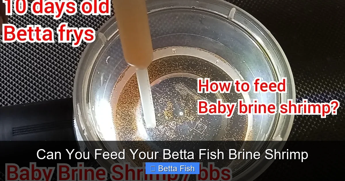 Can You Feed Your Betta Fish Brine Shrimp