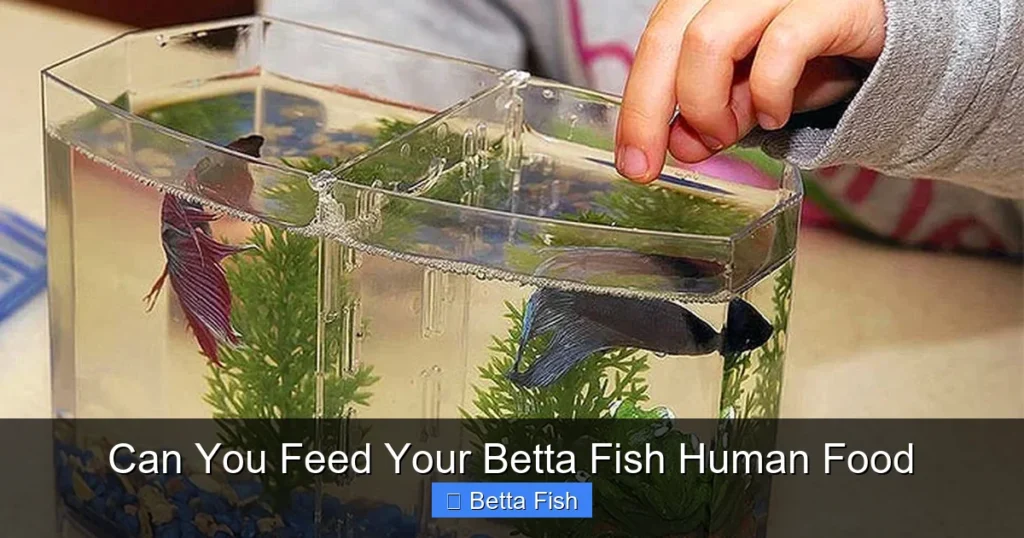 Can You Feed Your Betta Fish Human Food